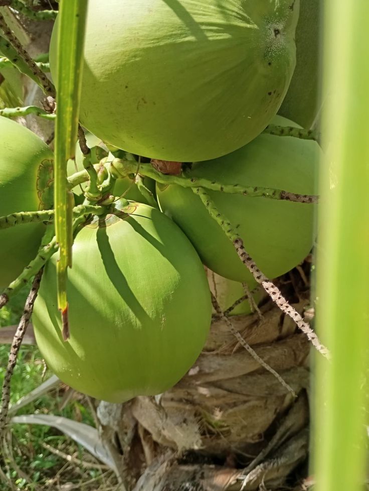 Coco Verde